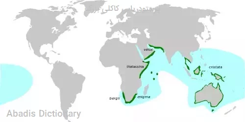 پرستودریایی کاکلی بزرگ